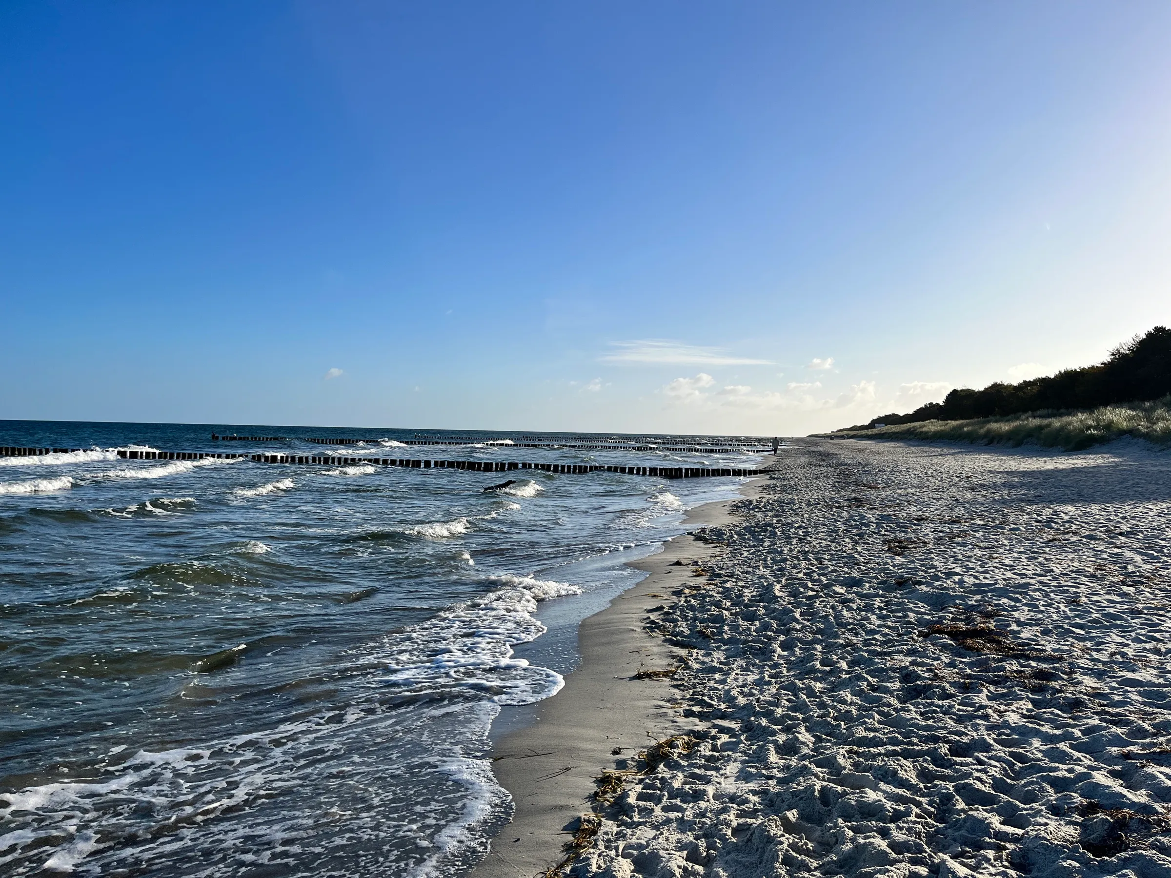 Breiter Sandstrand mit Buhnen und Dünenwald bei blauem Himmel